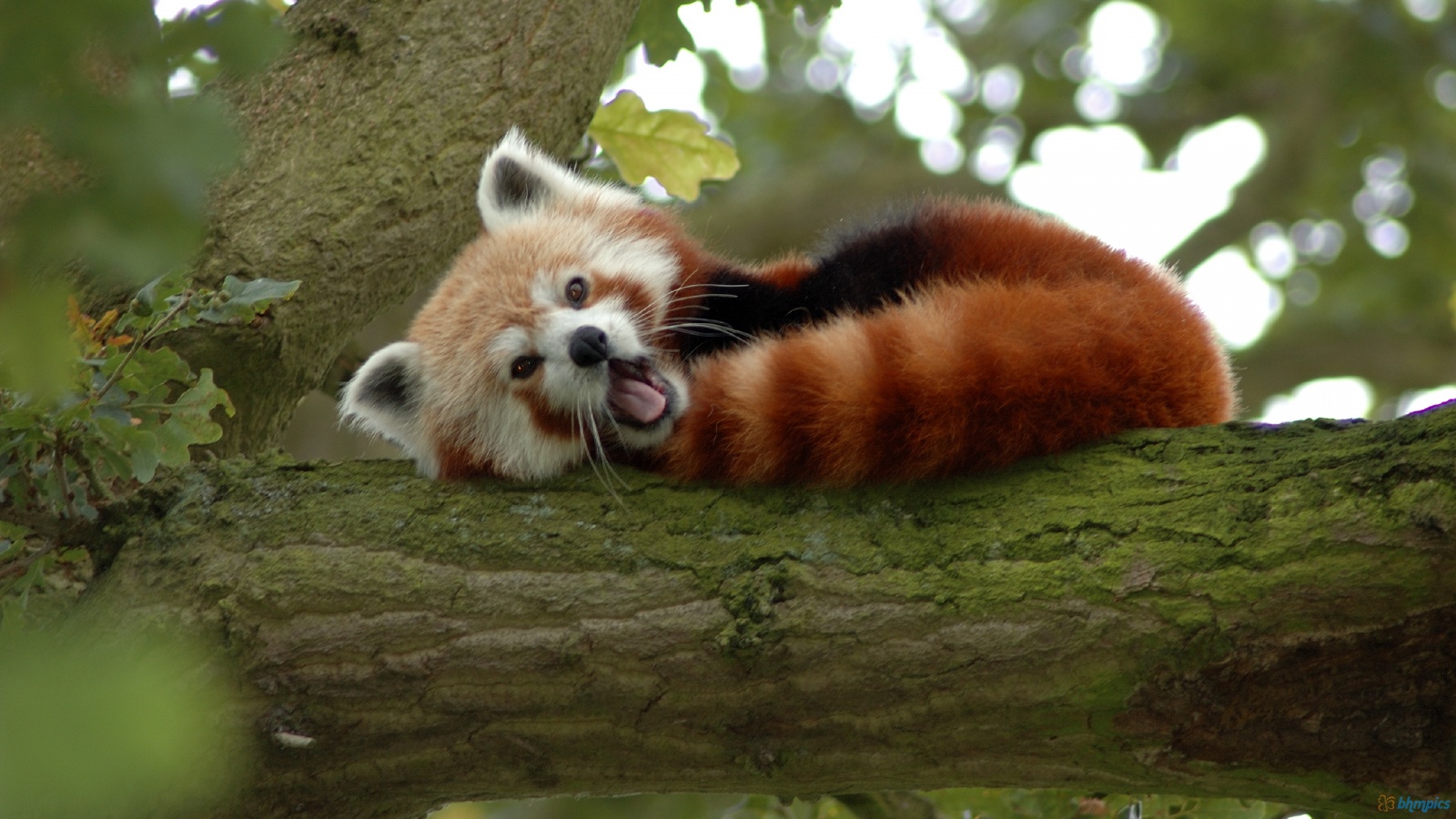 Image result for red panda