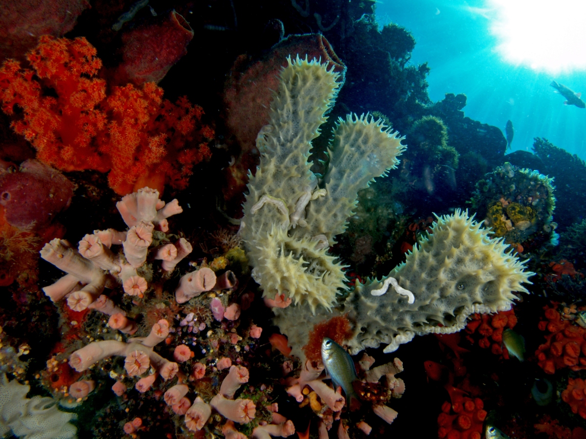 Sponges (phylum Porifera) – Our Wild World
