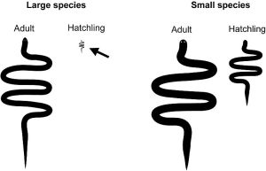 A size comparison of the offspring of large snake species, and small ones. 