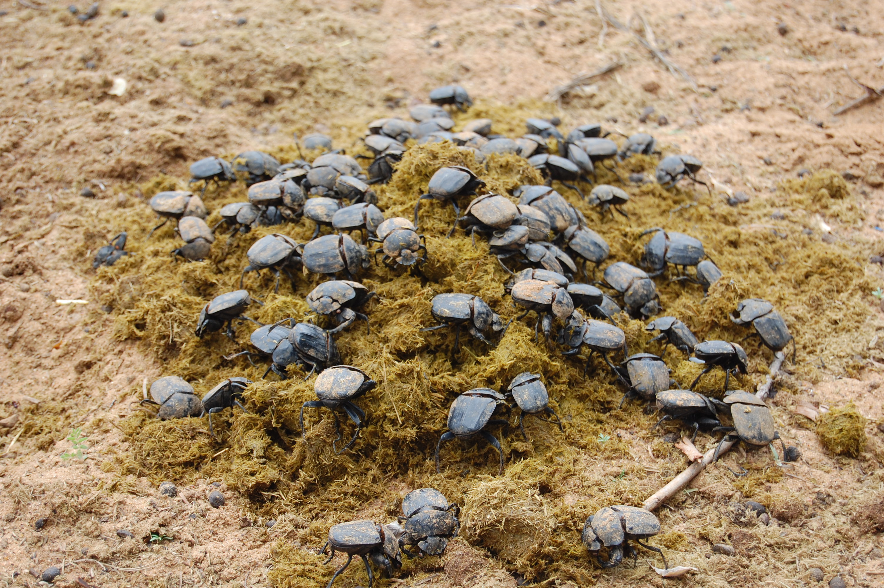 Where do dung beetles live?