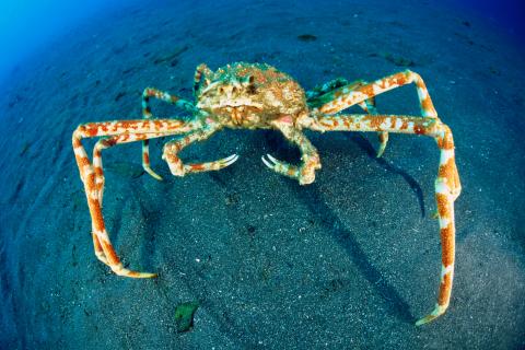 Japanese Spider Crab (Macrocheira kaempferi) - Our Wild World