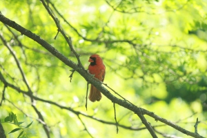 The best picture I've been able to take of a cardinal. I will try better this spring. 