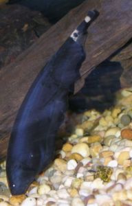Black ghost knifefish are quite common as pets - probably because they look so cool.  Image credit: Derek Ramsey via Wikipedia