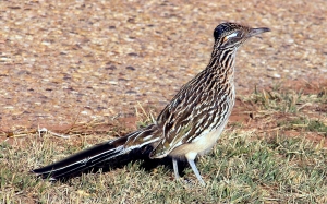 This is what a real roadrunner looks like. Image source: Wikipedia