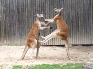 A typical boxing match between kangaroos. Image credit: Dellex via wikipedia