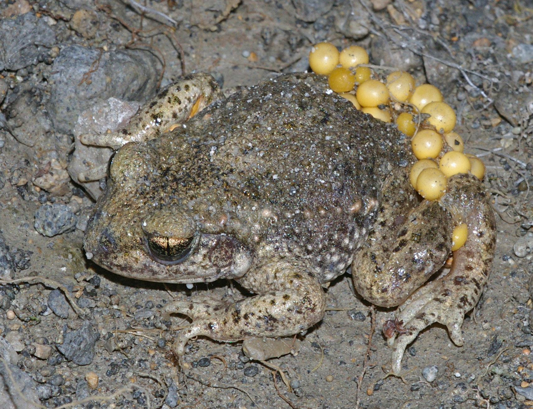 Midwife Toad (genus Alytes) – Our Wild World